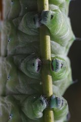 Cupping of a Giant atlas moth caterpillar on a branch