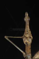 Portrait of a female false stick insect itching its head
