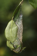 Giant atlas moth caterpillar weaving its cocoon silk thread