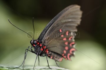 Parides on a leaf in a butterflies house in summer