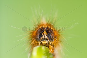 Portrait of Drinker moth caterpillar - Alsace France