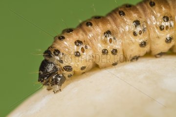 Portrait of Dark Arche caterpillar - Alsace France