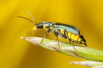 malachite beetle sur epillet - Alsace France