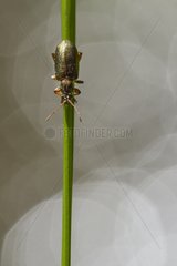 Donaciine beetle on a rod beside a pond - Alsace France