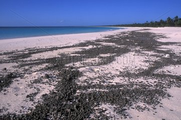 Fayawé beach covered with pumice stones Ouvea Island