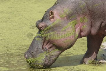Portrait of a Hippo in the river Kruger NP South africa