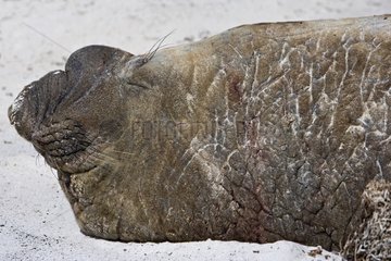 Old male Northern elephant seal resting in Falkland Islands