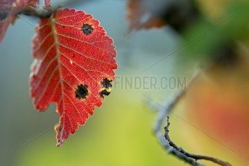 Brechen Sie in die blÃ¤ttrige rote Farbe des Herbstes zum Peak von Brionnet Frankreich ein