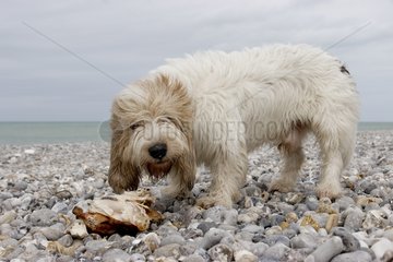 Hund isst am Strand einen Hühnerkadaver