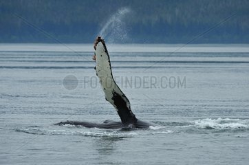 Humpback whale pec-slap Frederick Sound Alaska