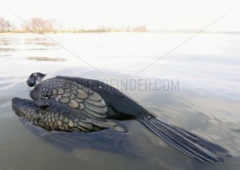 Floating dead cormorant on a pond France