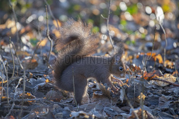 Red squirrel (Sciurus vulgaris) hiding a hazelnut under the leaves  Lorraine  France