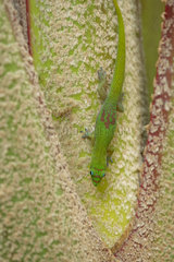 Gold Dust Day Gecko (Phelsuma laticauda)  Reunion Island