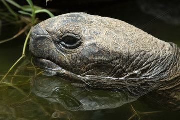 Aldabra giant tortoise (Aldabrachelys gigantea) bathing  Reunion Island