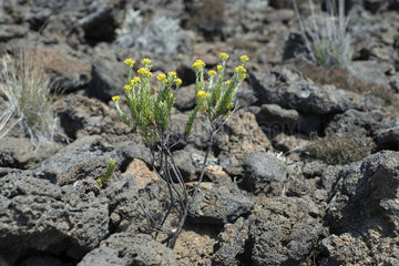 Hubertia (Hubertia tomentosa)  Piton de la Fournaise  Reunion Island