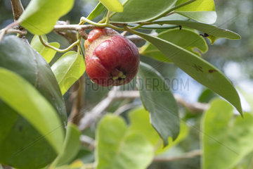 Strawberry Guava (Psidium cattleyanum)  Reunion Island