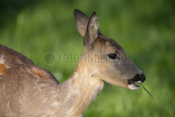 Roe deer (Capreolus capreolus) female moulting eating grass  Lorraine  France