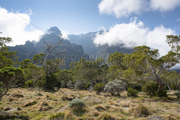 Highland Tamarin (Acacia heterophylla)  Plaine des tamarins  Mafate  Reunion Island