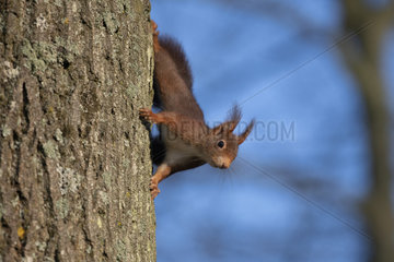 Red squirrel (Sciurus vulgaris) on a trunk  Lorraine  France