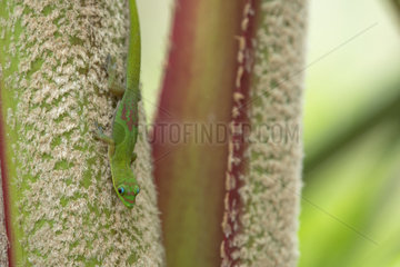 Gold Dust Day Gecko (Phelsuma laticauda)  Reunion Island
