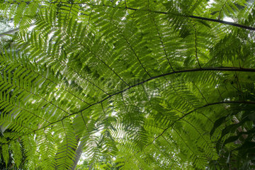 Tree fern (Cyathea glauca)  Reunion island