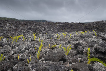 Colonization of lavas by lichens and ferns  Lava Flow  Le grand brule  Reunion Island