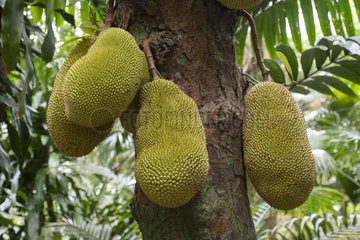 Jackfruit (Artocarpus heterophyllus)  Reunion island