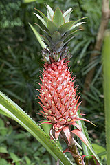 Devil's pineapple (Ananas comosus bracteus)  Reunion Island