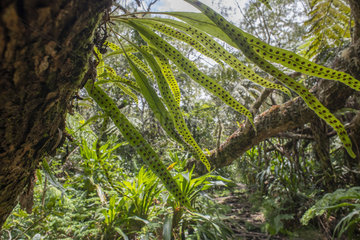 Ribbon fern (Lepisorus excavata)  Belouve forest  Reunion island