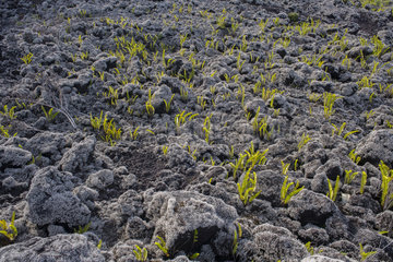 Fern (Nephrolepis abrupta) and Lava lichen (Stereocaulon vulcani) on lava  Reunion Island