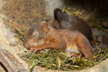 Red squirrel (Sciurus vulgaris)  juveniles in their nest  Lorraine  France
