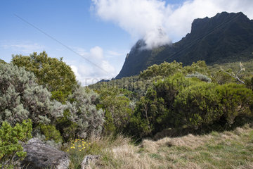 Plaine des tamarins  Mafate  Reunion Island
