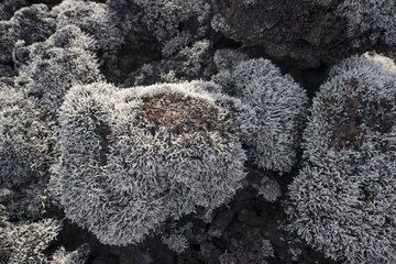 Lava lichen (Stereocaulon vulcani) on lava  Reunion Island