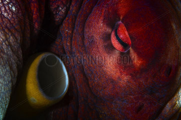 Detail of Octopus (Octopus sp) eye and its siphon that allows it to breathe. Mayotte