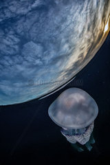 Barrel Jellyfish (Rhizostoma pulmo)  Gulf of Naples  Mediterranean Sea