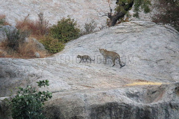 Indian Leopard (Panthera pardus fusca) female and young in the rocks at dusk Bera  Rajasthan  India