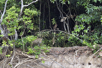 Jaguar (Panthera onca) hunting on riverbank  Pantanal  Brazil