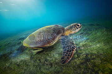Green turtle (Chelonia mydas) in long exposure. A green turtle swimming on the platier of the beach of N'gouja  in the south of the island of Mayotte.
