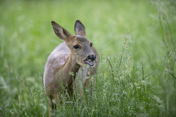 Roe deer (Capreolus capreolus) female eating grass  Lorraine  France