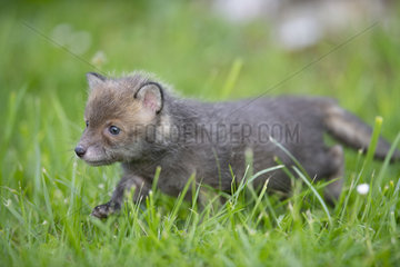Red fox (Vulpes vulpes) 15 days old  Lorraine  France