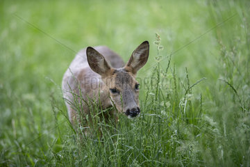 Roe deer (Capreolus capreolus) female eating grass  Lorraine  France