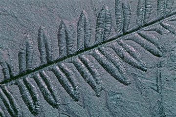 Fossil coal fern Polypode (Lonchopteris rugosa). Plant fossil of the North Mining Basin  Pas-de-Calais. Westphalien B. Museum of Natural History and Geology of Lille  Nord  France