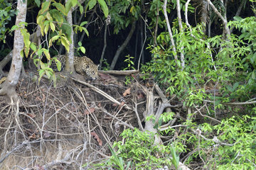 Jaguar (Panthera onca) hunting an Iguana  Pantanal  Brazil
