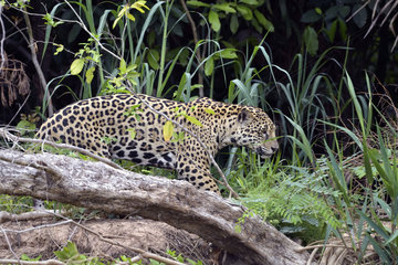 Jaguar (Panthera onca) walking on the riverbank  Pantanal  Brazil