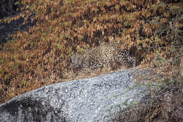 Indian Leopard (Panthera pardus fusca) adult in the rocks at dusk Bera  Rajasthan  India