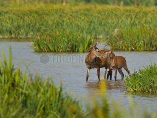 Red deer hind and its fawn in a swamp during the rut Spain