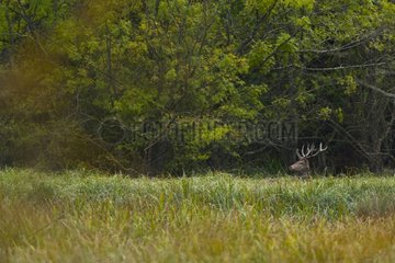 Male red deer in a reed bed during the rut Spain
