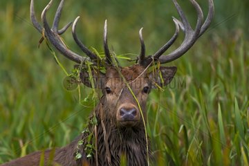 Male red deer with grass caught in its antlers Spain