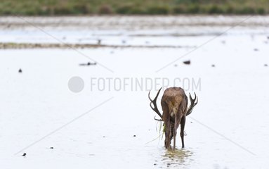 Male red deer drinking in a swamp during the rut Spain