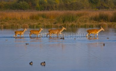 Group of red deer hinds crossing a swamp Spain